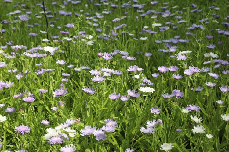 풍차국 꽃나무원 200708 김정인 (2).JPG